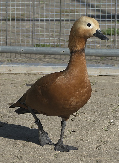 要正面对上